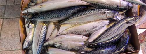 Eskişehir’de palamut fiyatı dudak uçuklattı!