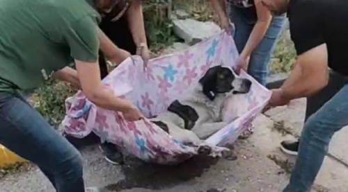 Eskişehir'de Panda'yı sevgi iyileştirdi