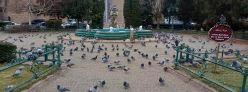 Eskişehir’de park güvercinlerin buluşma noktası oldu