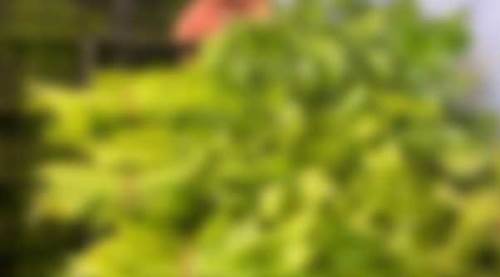 Eskişehir'de pazarlar kapandı, fiyatları yüzde 50 düştü!