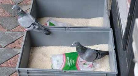 Eskişehir'de pirinçleri önce güvercinler yedi, sonra müşteriler