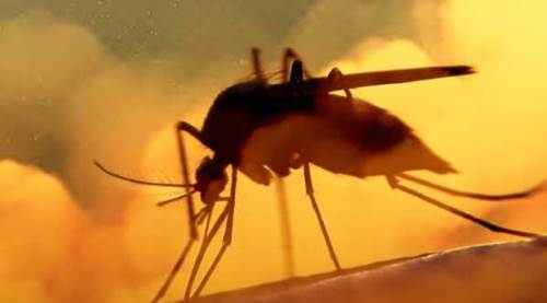 Eskişehir'de pis koku ve sivrisinek belası orada bitti! 