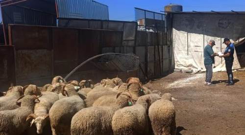 Eskişehir'de polisler uyardı: Kurban pazarında bunlara dikkat...