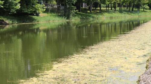 Eskişehir'de Porsuk "yeşerdi!" Sebebi merak ediliyor...