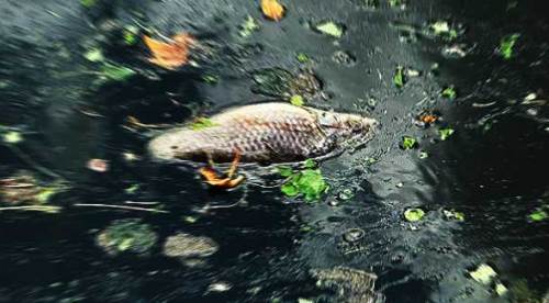 Eskişehir'de Porsuk Çayı'nda endişen veren görüntü!