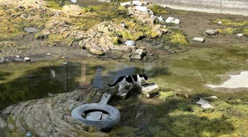 Eskişehir'de Porsuk Çayı’nın bu görüntüsü tat kaçırdı