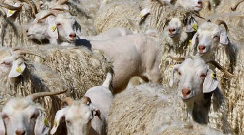 Eskişehir'de rekor kırılacak: Hedef 2,5 ton!