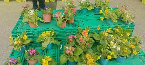 Eskişehir'de rengarenk çiçekler yok satıyor