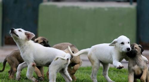 Eskişehir'de sahiplenilen köpek şikâyet konusu oldu
