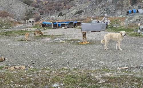 Eskişehir’de sahipsiz köpeklere yardım için seferber oldular!