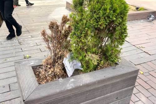 Eskişehir'de saksı dipleri çöplüğe döndü