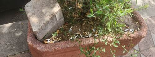 Eskişehir'de saksılar çöp kutusuna döndü!