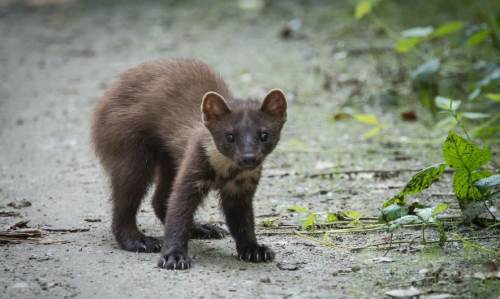 Eskişehir'de sansarlar o mahalleye musallat oldu!