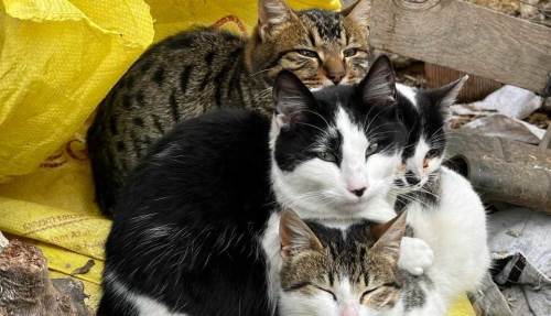 Eskişehir'de sarılan kediler görenlerin içini ısıttı