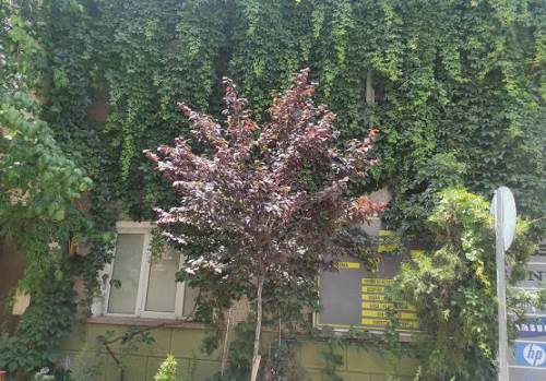 Eskişehir'de sarmaşıklarıyla büyüleyen apartman