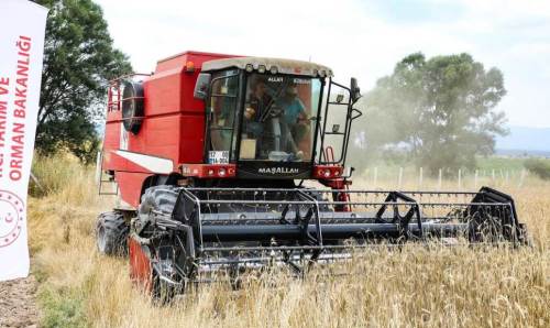 Eskişehir’de sarp tritikale ile bereketli hasat şöleni