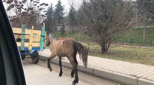 Eskişehir'de şaşırtan görüntü!