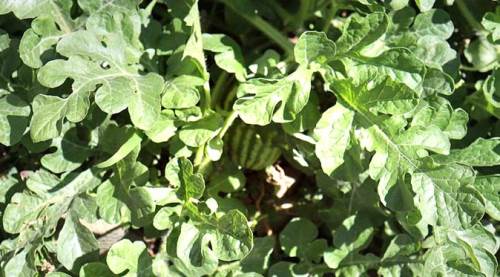 Eskişehir'de şaşırtan görüntü: Meyve vermeye başladı!