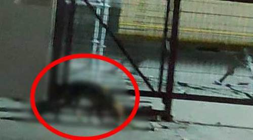 Eskişehir'de şaşkınlık veren görüntü: Aç aç dolanırken...