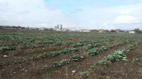Eskişehir'de satılamayan lahanalar tarlada kaldı