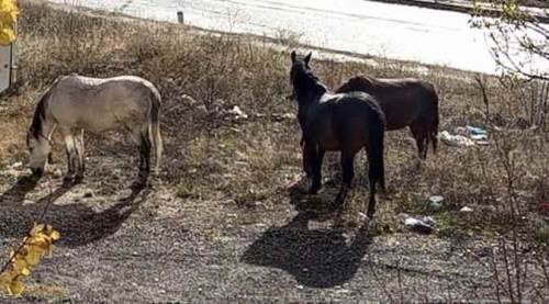 Eskişehir'de sayıları da artıyor, yarattıkları endişe de...