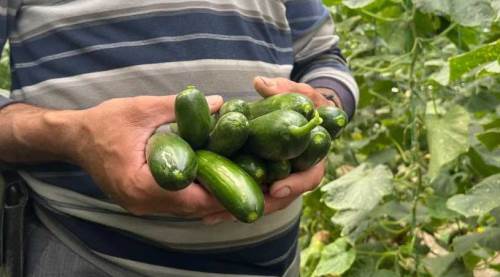 Eskişehir'de sebze fiyatları düşecek mi? İşte detaylar...