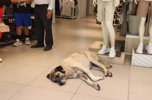 Eskişehir'de serinlemek isteyen sokak hayvanı gülemsetti