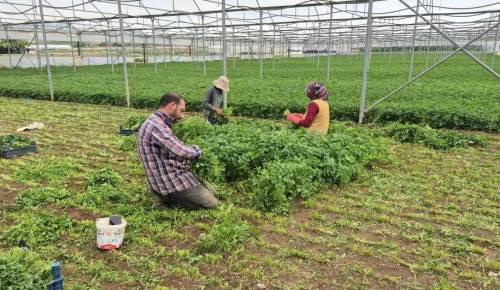 Eskişehir’de sıcağın altında zorlu mesai: Seranın içi 40 dereceyi aşıyor