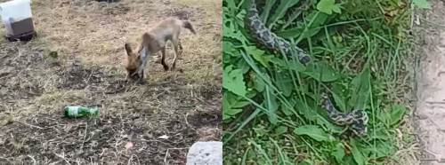 Eskişehir’de sıcak hava dengeleri bozdu: Şehir merkezinde yılan ve tilki paniği!