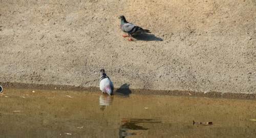 Eskişehir'de sıcak hava onları da vurdu!