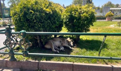 Eskişehir’de sıcaklar sokak hayvanlarını da zorluyor