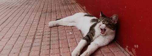 Eskişehir'de sıcaklık artınca gölgeye kaçtılar