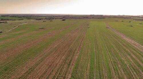 Eskişehir'de sıcaklık onu da vurdu! Yüzde 30 kayıp...