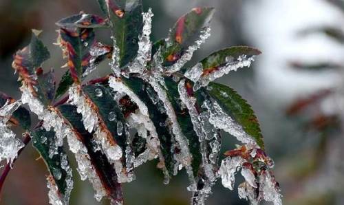 Eskişehir’de sıcaklıklar düşüyor: Zirai don uyarısı!