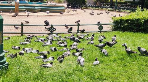Eskişehir’de sıcaktan bunalan güvercinler çimlere uzandı