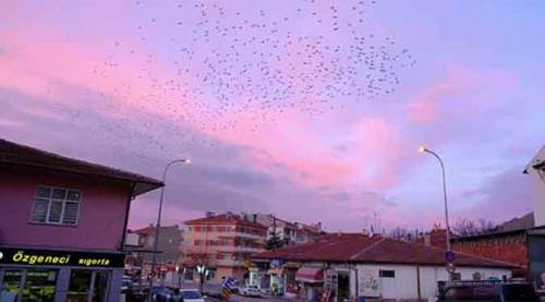 Eskişehir'de sığırcıkların gökyüzündeki dansı büyüledi!