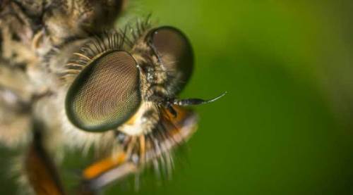 Eskişehir'de sineklerin kabusu sokaklarda!