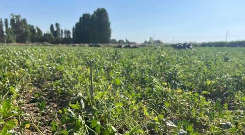 Eskişehir'de sofralara gelemeden yem oldular!