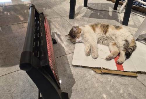 Eskişehir'de soğuktan üşüyen sokak kedisine bakkal kapısını açtı