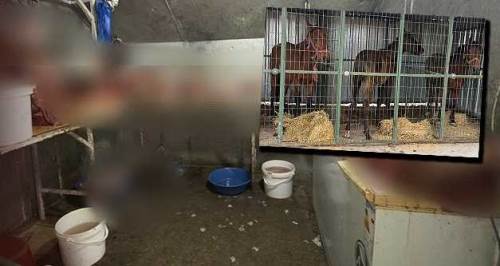 Eskişehir'de şok baskın: Canlı atları keseceklerdi...