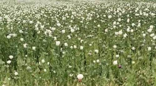 Eskişehir'de şok eden tarla! 23 bin metrekare alana...