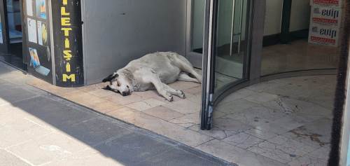 Eskişehir'de sokak hayvanları gölgelere kaçmaya başladılar!