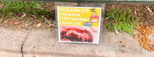 Eskişehir'de sokak hayvanları için bilinçli beslenme çağrısı