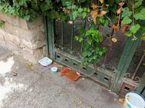 Eskişehir'de sokak hayvanları için duyarlı davranış