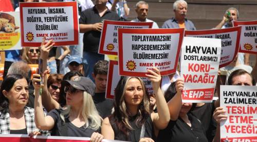 Eskişehir'de Sokak Hayvanları için Eylem Düzenlendi