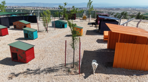 Eskişehir’de sokak hayvanları için seferberlik başlıyor!