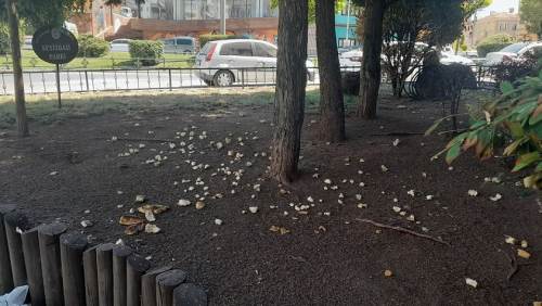 Eskişehir'de sokak hayvanları unutulmuyor