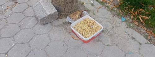 Eskişehir'de sokak hayvanlarına bırakılan yiyecekler tehlike yaratıyor!