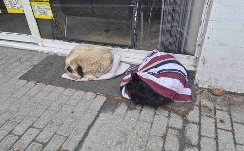 Eskişehir'de sokak köpeğine sıcacık yardım!