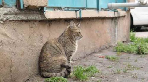 Eskişehir'de sokaktaki mama kaplarına bunu koydular! Vicdansızlık...